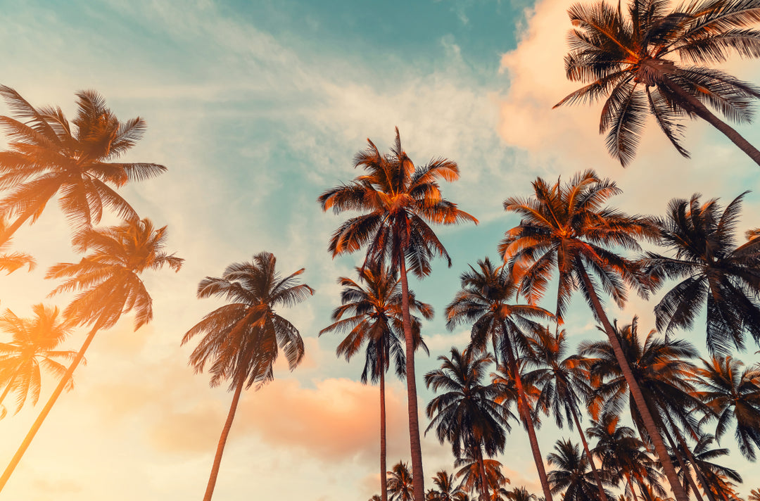Palm Tree Bliss - Canvas Print Art - 80x120cm