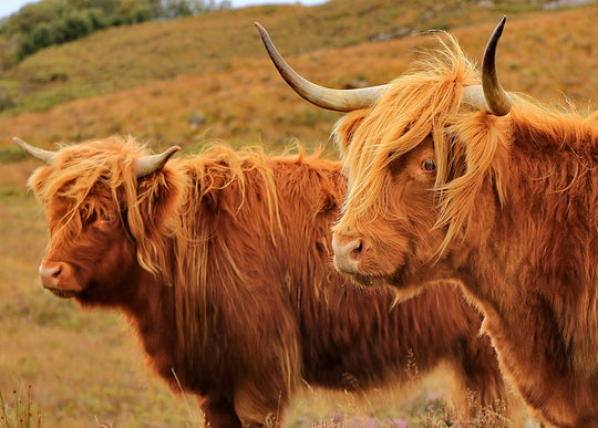 Yaks - Canvas Art Print - CN751