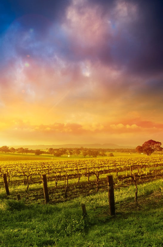 Golden Vineyard Sunset - Canvas Print - 80x120cm - JP490