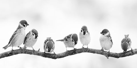 Birds on a Branch - Ready to hang Canvas Print - CN480 - 60x120cm