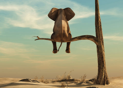Elephant on a Tree - Ready to Hang Canvas Print - CN522 - 50x70cm